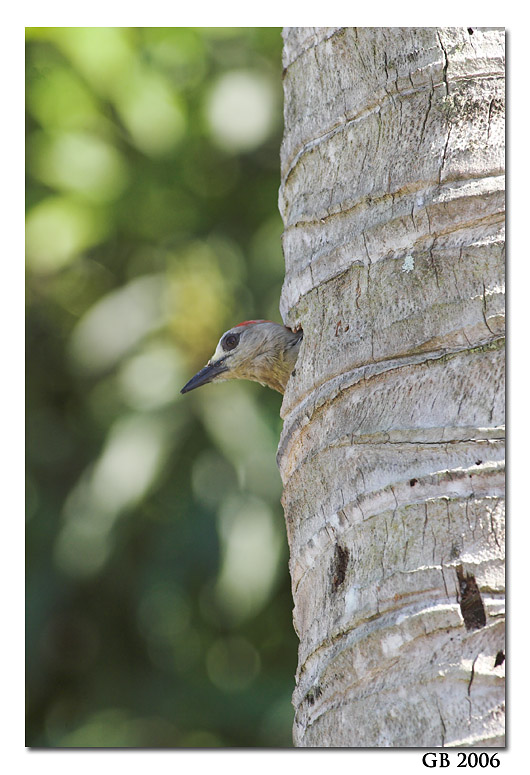 RED-CROWNED WOODPECKER